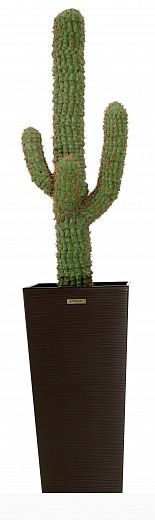 Cactus M_xico Morelia Cachepot Dekollete Kuno 57