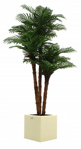 Date palm Atwood cachepot Dekollete Rattan Cube 32