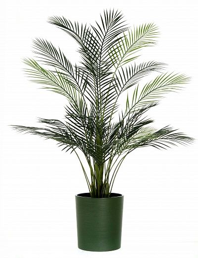 Date Palm Kariba 150 cachepot Dekollete Clasico 30 Eco