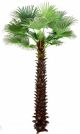 Washingtonia Jelong