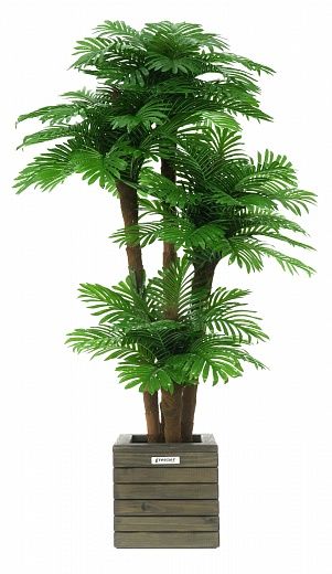 Date Palm Cherry Cachepot Dekollete Roca Cube 30