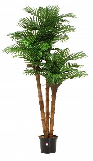 Date palm Atwood