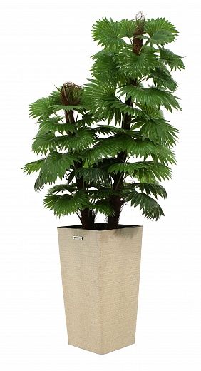 Palm Washingtonia Anaba cachepot Dekollete Cuno 46 Eco