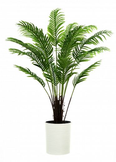 Date palm Bizerte cachepot Dekollete Clasico 30 available for order 1 piece