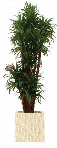 Dracaena Basu Cachepot Dekollete Rattan Cone 50