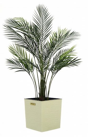 Date palm Kariba cachepot Dekollete Clasico 30