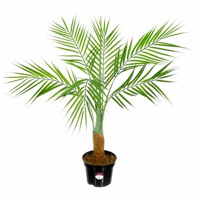 Palm Pichino