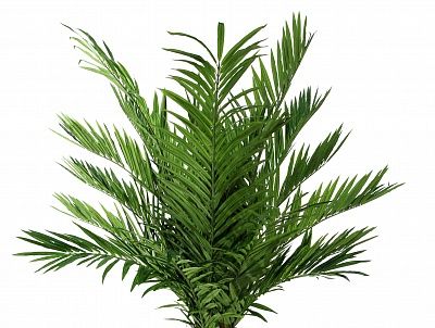 Date Palm Dover