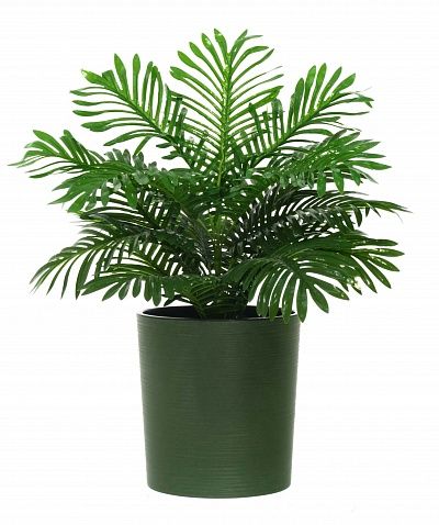 Date palm Baura cachepot Dekollete Clasico 30 Eco