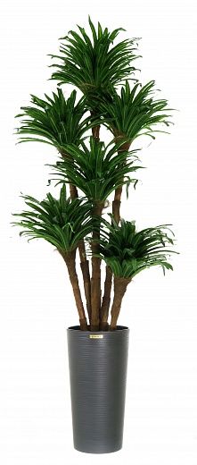 Dracaena David cachepot Dekollete Serso 46