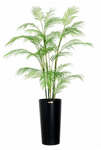 Date palm Elbay cachepot Dekollete Serso 46