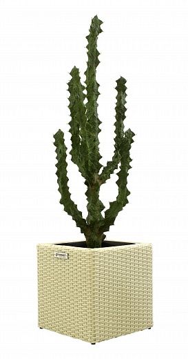 Cactus Ridge Cachepot Dekollete Rattan Cube 32 available to order 1 piece