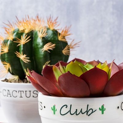 Echiveria Tabasco Cachepot Dekollete Cactus Club Set of 2 pieces