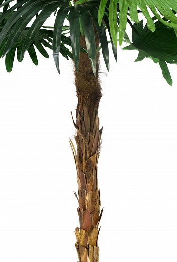 Palm Washingtonia Meknes available to order 1 piece