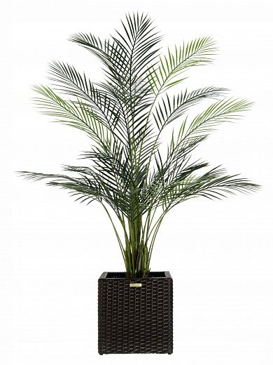 Date palm Kariba 150 cachepot Dekollete Rattan Cube 32