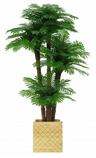 Date palm Cherry cachepot Dekollete Gurido 30