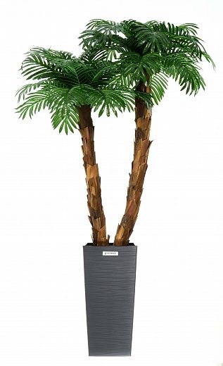 Palm Linara cachepot Dekollete Kuno 57