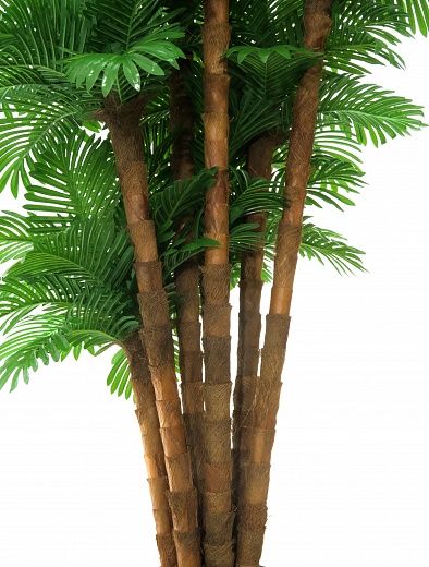 Date Palm Palm Ranchi Cachepot Dekollete Rattan Cube 39