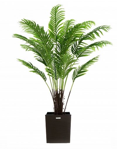 Date palm Bizerte cachepot Dekollete Clasico 30 available for order 1 piece