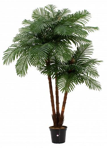 Date palm Tuli XL