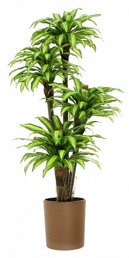 Dracaena Buscher Cachepot Dekollete Clasico 30 Eco