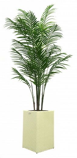 Date Palm Carthage Cafagen Cachepot Dekollete Rattan Cube 50