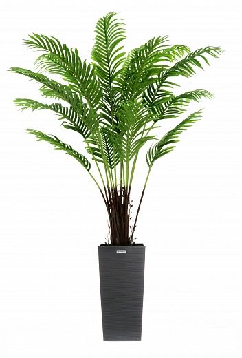 Date palm Bizerte cachepot Dekollete Kuno 46 available to order 1 piece