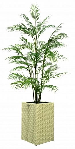 Elbay date palm 160 cachepot Dekollete Rattan Cube 50