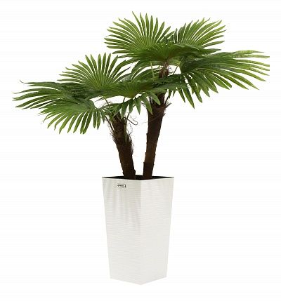 Washingtonia caro cachepot Dekollete Cubico 46