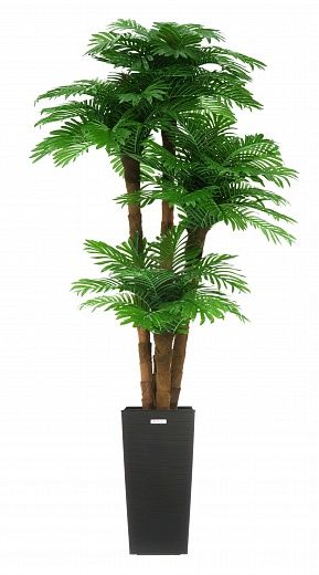 Date Palm Cherry Cachepot Dekollete Kuno 46