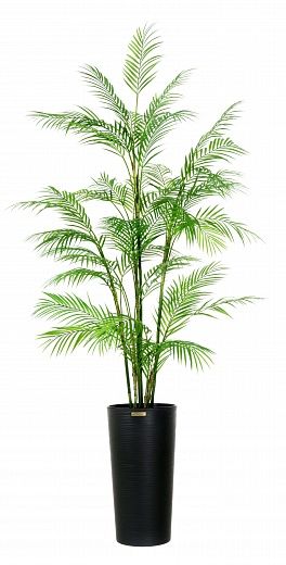 Elbay date palm 160 cachepot Dekollete Serso 46