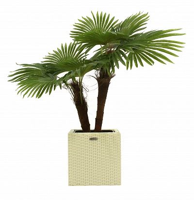 Washingtonia Karo planters Dekollete Rattan Cube 32