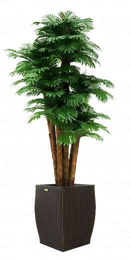 Date Palm Palm Ranchi Cachepot Dekollete Rattan Cube 39