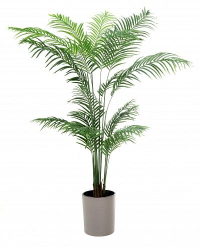 Date palm Monastir 240 cachepot Dekollete Clasico 30 Eco