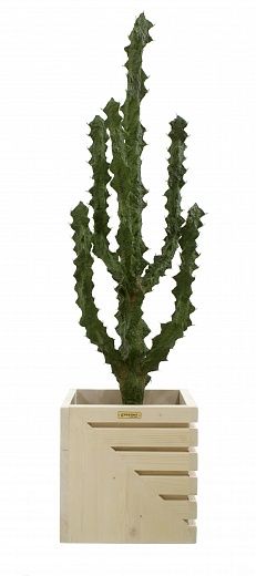 Cactus Ridge Cachepot Dekollete Stream 30 available to order 1 piece