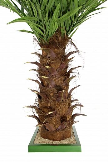 Date Palm Dover