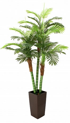 Date palm Aragon cachepot Dekollete Kuno 46