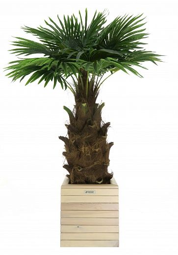 Washingtonia Hanan Cachepot Dekollete Roca Cube 40