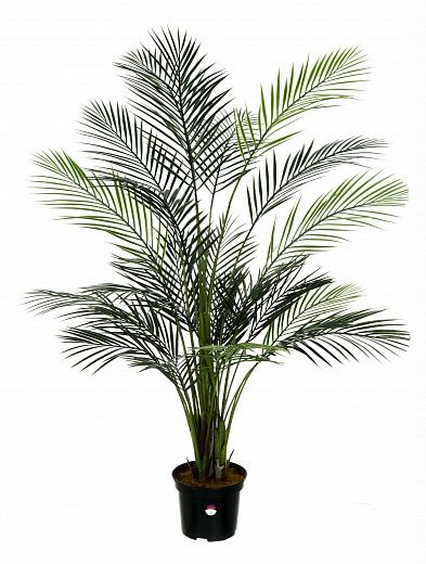 Date palm Kariba 150