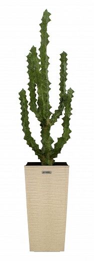 Cactus Ridge Cachepot Dekollete Kuno 46 Eco available to order 1 piece