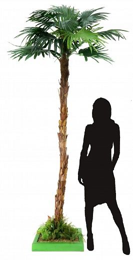 Palm Washingtonia Meknes available to order 1 piece