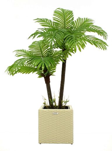 Date palm Bogora cachepot Dekollete Rattan Cube 32