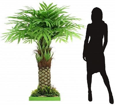 Areca Vitorio available to order 1 piece