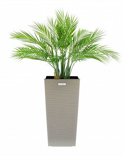 Palm Pichino Fitta Cachepot Dekollete Kuno 46 Eco