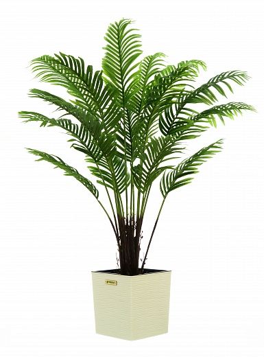 Date palm Bizerte cachepot Dekollete Clasico 30 available for order 1 piece