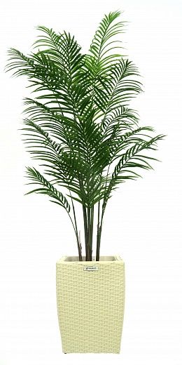 Date Palm Carthage Cafagen Cachepot Dekollete Rattan Cube 39