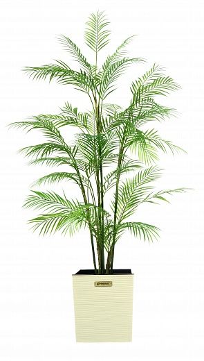 Elbay date palm 160 cachepot Dekollete Clasico 30