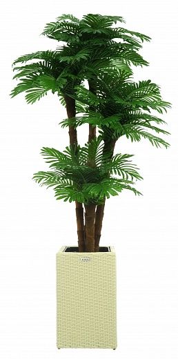 Date Palm Cherry Cachepot Dekollete Rattan Cube 50