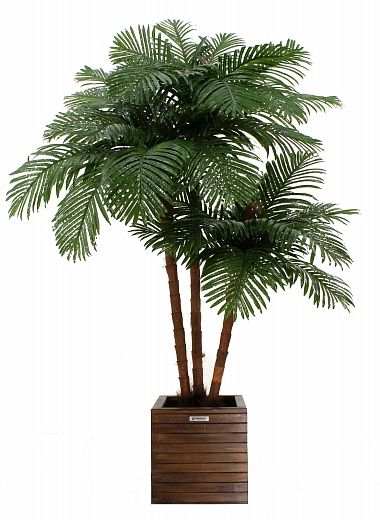 Date palm Tuli XL cachepot Dekollete Roca Cube 40