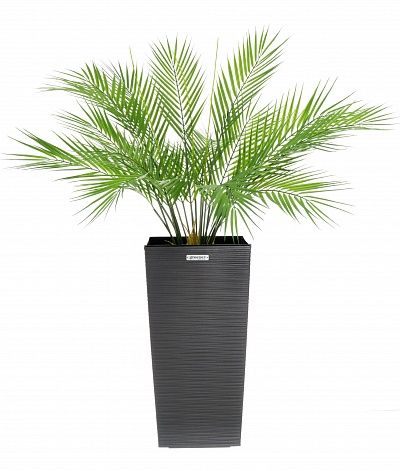 Palm Ayora Tres cachepot Dekollete Cuno 46